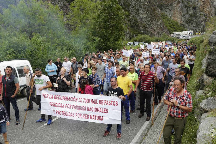 Centenares de ganaderos de la comarca oriental, hartos de los continuos ataques del lobo a sus animales, han cortado la carretera entre el aparcamiento de Obar y Poncebos para reclamar soluciones efectivas