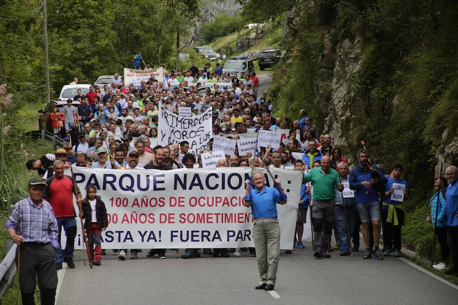Centenares de ganaderos de la comarca oriental, hartos de los continuos ataques del lobo a sus animales, han cortado la carretera entre el aparcamiento de Obar y Poncebos para reclamar soluciones efectivas