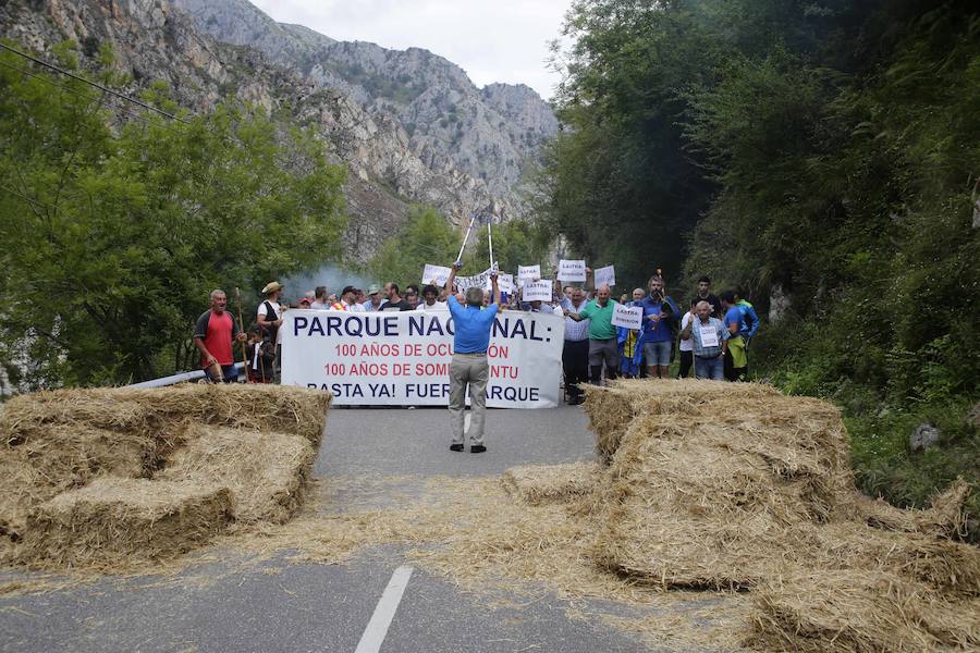 Centenares de ganaderos de la comarca oriental, hartos de los continuos ataques del lobo a sus animales, han cortado la carretera entre el aparcamiento de Obar y Poncebos para reclamar soluciones efectivas