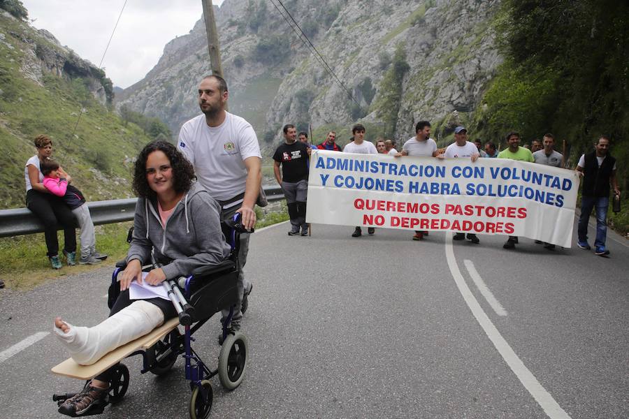 Centenares de ganaderos de la comarca oriental, hartos de los continuos ataques del lobo a sus animales, han cortado la carretera entre el aparcamiento de Obar y Poncebos para reclamar soluciones efectivas