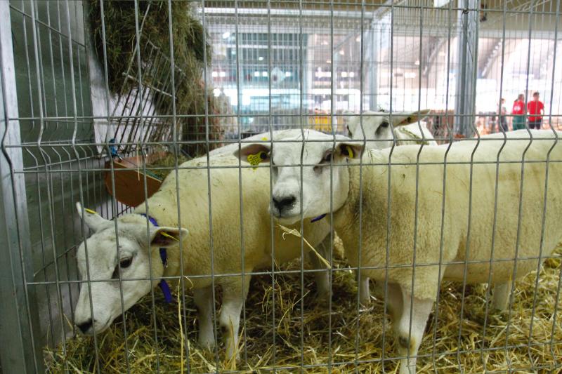 El 136º Certamen de Ganado de San Agustín exhibe seis centenares de reses en el pabellón de La Magdalena.