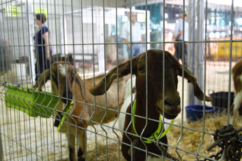 El 136º Certamen de Ganado de San Agustín exhibe seis centenares de reses en el pabellón de La Magdalena.