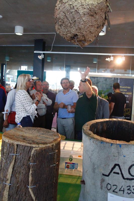 El 136º Certamen de Ganado de San Agustín exhibe seis centenares de reses en el pabellón de La Magdalena.