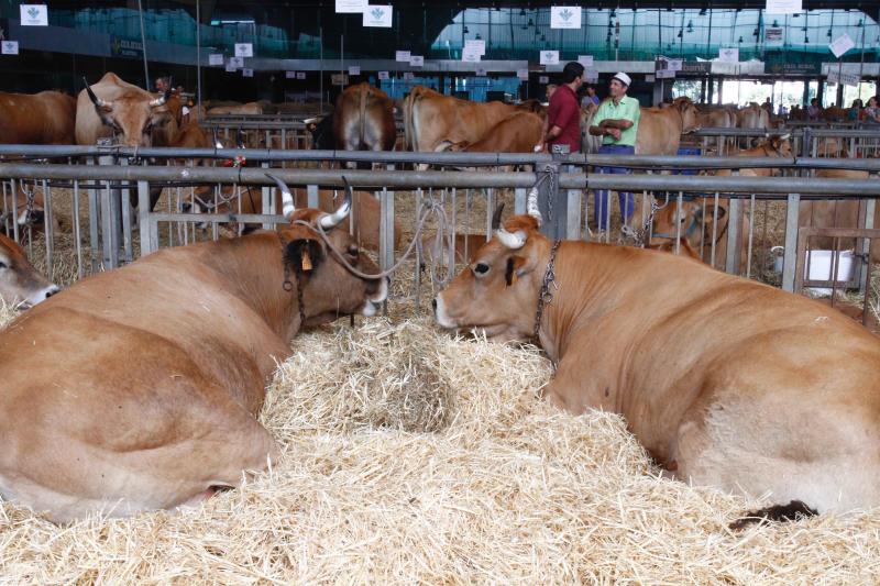 El 136º Certamen de Ganado de San Agustín exhibe seis centenares de reses en el pabellón de La Magdalena.