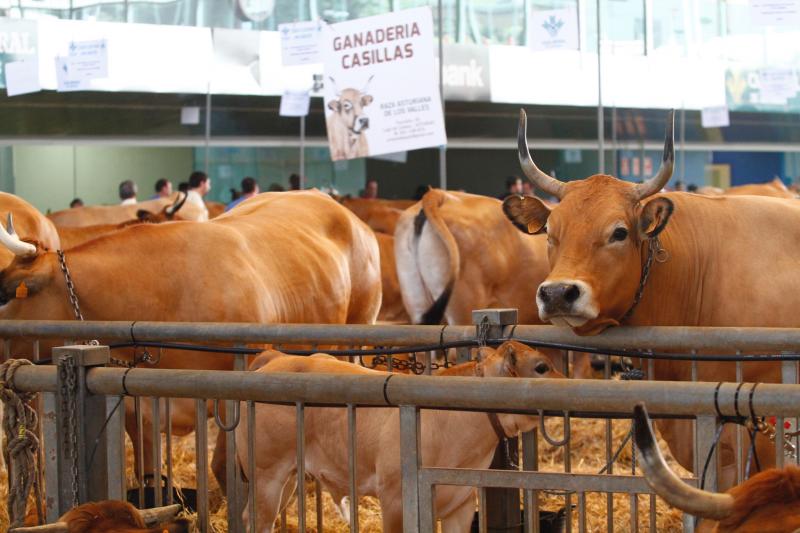 El 136º Certamen de Ganado de San Agustín exhibe seis centenares de reses en el pabellón de La Magdalena.