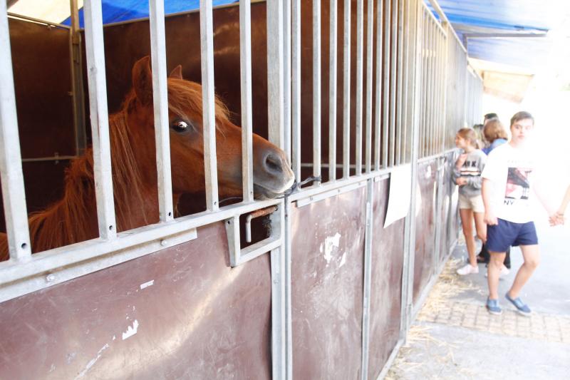 El 136º Certamen de Ganado de San Agustín exhibe seis centenares de reses en el pabellón de La Magdalena.