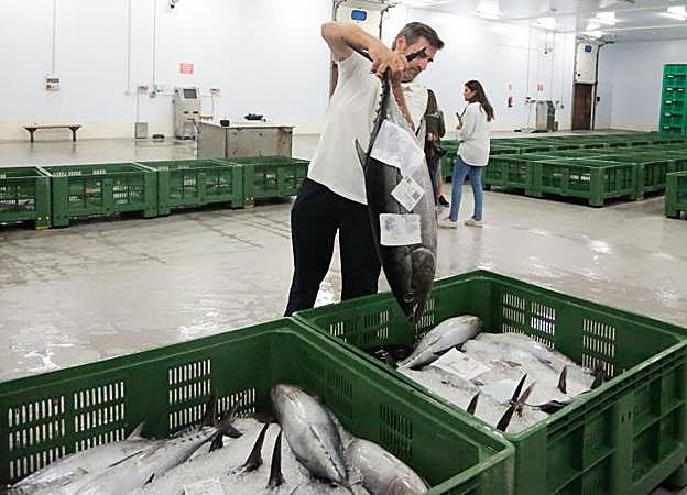 Capturas subastadas este lunes en Gijón.