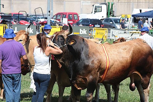 Toro premiado en el recinto de La Magdalena. 