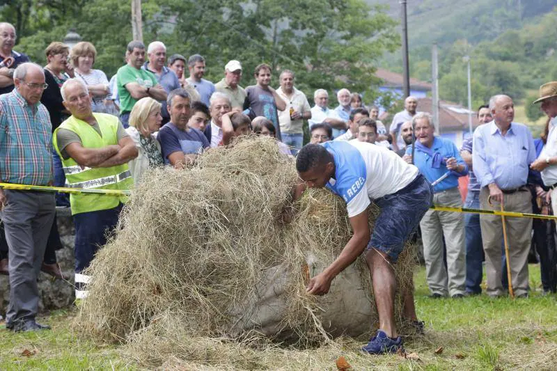 A pesar de la lluvia, decenas de personas disfrutaron en Benia de Onís de la Fiesta del Segador. Carrera de sacos, con madreñes y portando a las espaldas un 'sábanu' cargado de hierba fueron las modalidades de atletismo de esta ya clásica olimpiada veraniega de deporte rural en la que también se compitió en las especialidades de cabruñu, segado a guadaña y tiro de cuerda. 