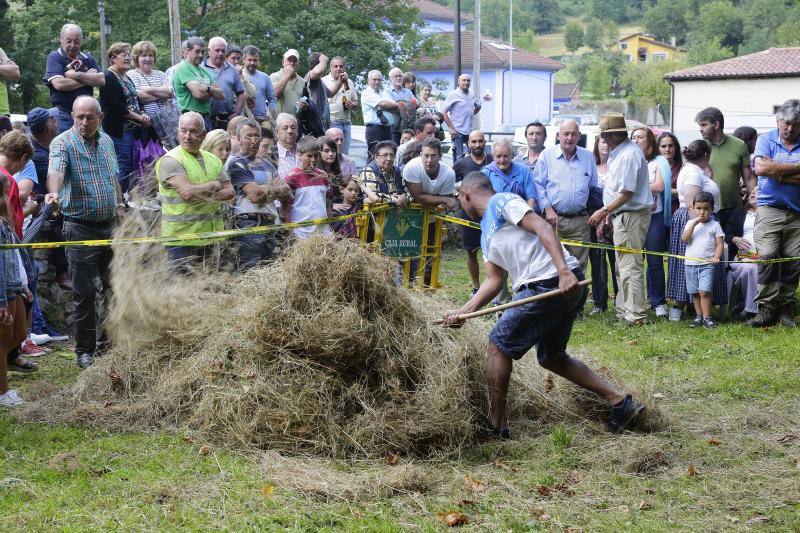 A pesar de la lluvia, decenas de personas disfrutaron en Benia de Onís de la Fiesta del Segador. Carrera de sacos, con madreñes y portando a las espaldas un 'sábanu' cargado de hierba fueron las modalidades de atletismo de esta ya clásica olimpiada veraniega de deporte rural en la que también se compitió en las especialidades de cabruñu, segado a guadaña y tiro de cuerda. 