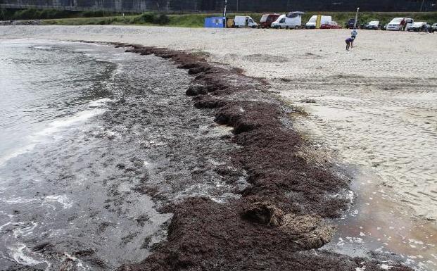 El ocle ya ha llegado a las playas, como a la llanisca de San Antolín.