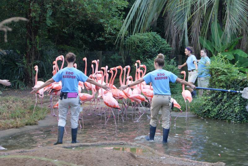 Personal del zoo Riberbanks en Carolina del Sur evacúan a los flamencos para ponerlos a salvo.