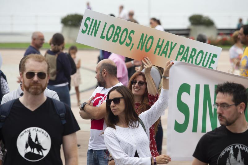 Varios grupos ecologistas se han concentrado en Gijón para expresar su rechazo a la caza indiscriminada del lobo. Insisten en que se están matando lobos «de forma empecinada» y que así «no se logra solucionar nada».
