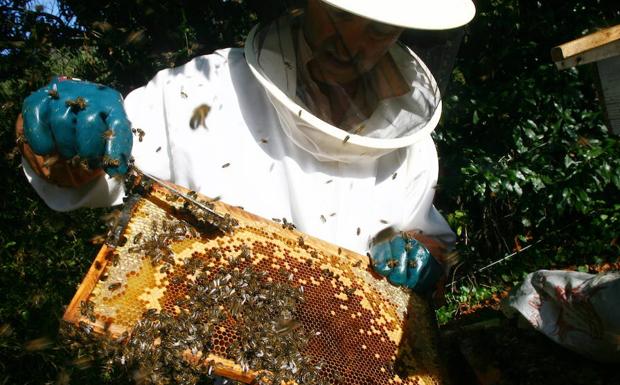 Las intensas lluvias y la falta de sol hunden la producción de miel en Asturias