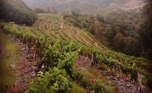 Uno de los viñedos de la bodega Señorío de Ibias.
