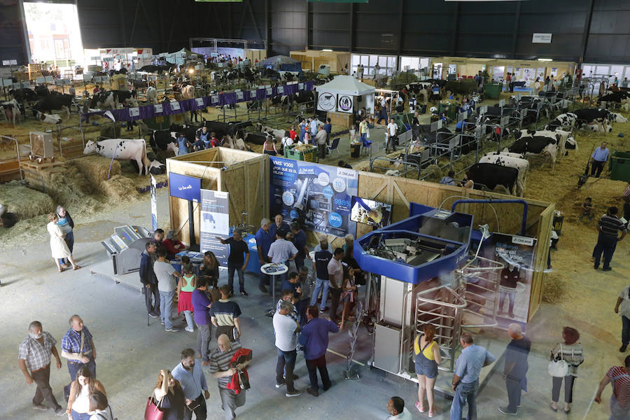 La feria del campo, que reúne mil animales y cientos de expositores, celebra el concurso de estas reses.