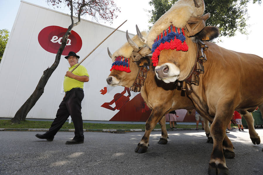 La feria del campo, que reúne mil animales y cientos de expositores, celebra el concurso de estas reses.