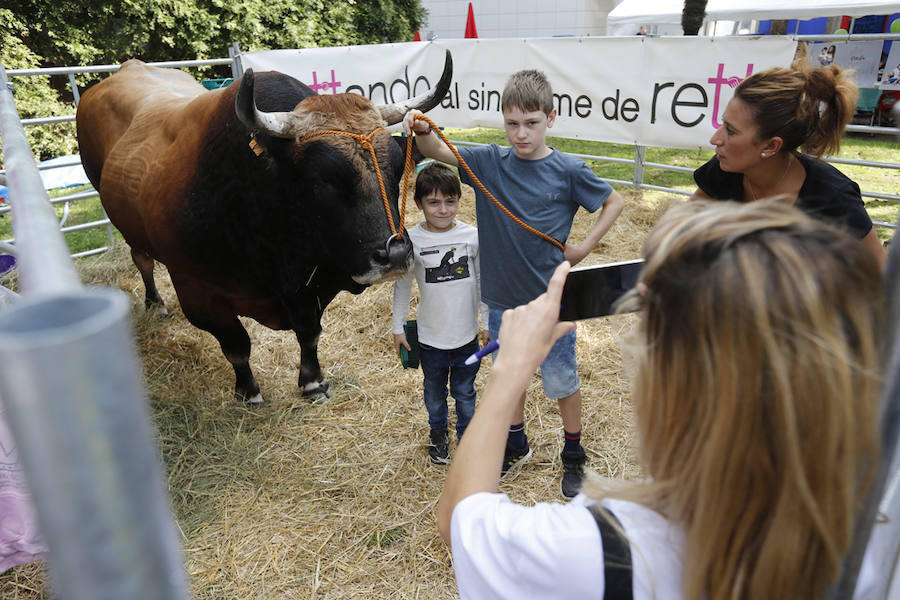La feria del campo, que reúne mil animales y cientos de expositores, celebra el concurso de estas reses.