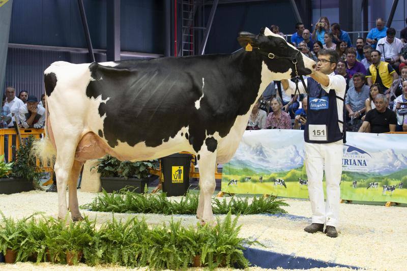 Las reses de la explotación gozoniega arrasa en el concurso de frisonas y la vaca 'Koketa' revalida el título del pasado año.