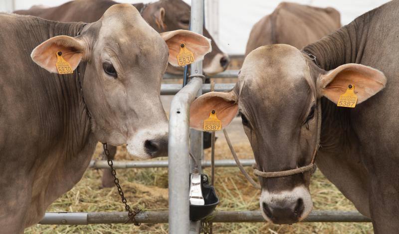 Las reses de la explotación gozoniega arrasa en el concurso de frisonas y la vaca 'Koketa' revalida el título del pasado año.