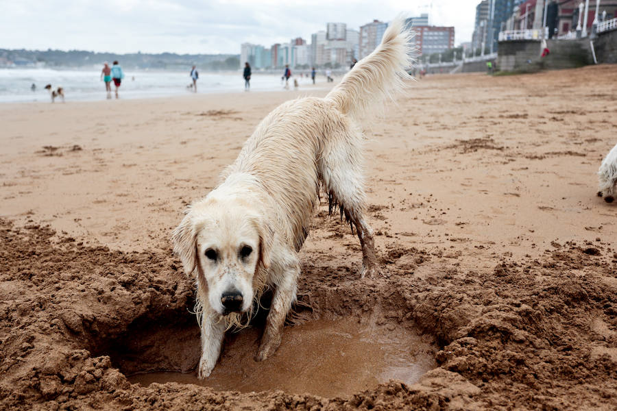 El arenal gijonés de San Lorenzo vuelve a estar disponible para los perros. Hasta el próximo 1 de mayo, podrán disfrutar de las aguas y de la arena entre las escaleras 2 y 8. Al igual que San Lorenzo, en Gijón reabren los arenales de las playas de Poniente y El Arbeyal para el paseo de estas mascotas.