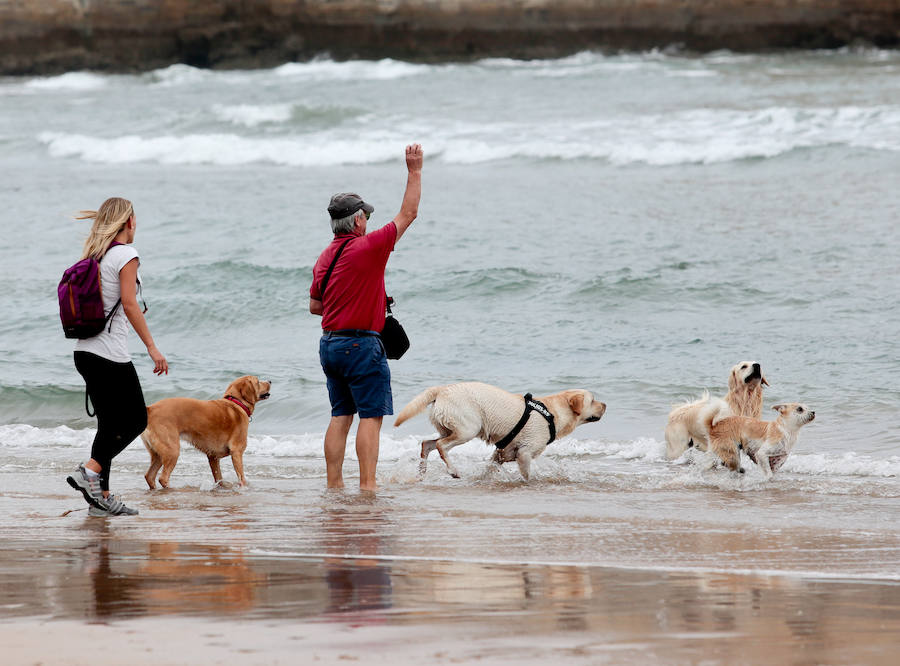 El arenal gijonés de San Lorenzo vuelve a estar disponible para los perros. Hasta el próximo 1 de mayo, podrán disfrutar de las aguas y de la arena entre las escaleras 2 y 8. 