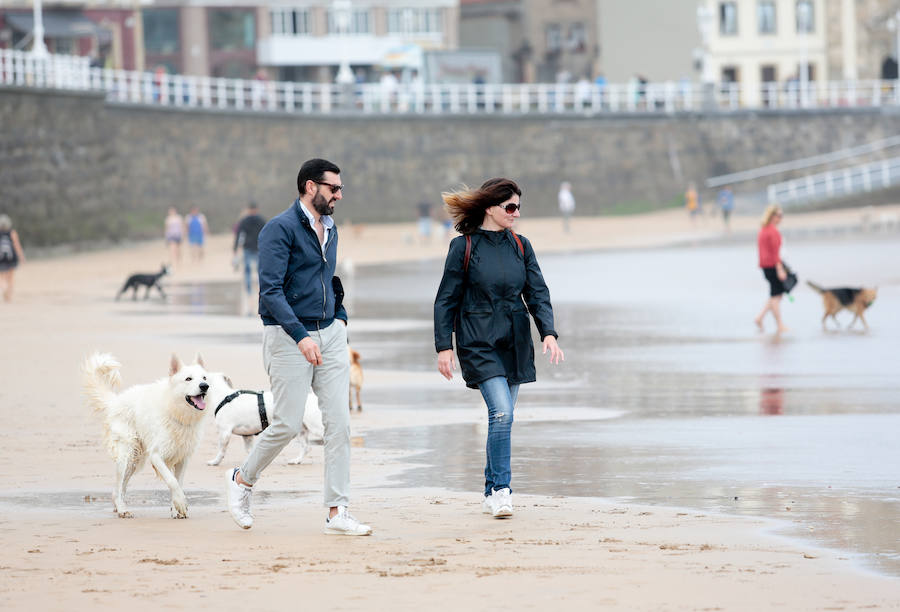 El arenal gijonés de San Lorenzo vuelve a estar disponible para los perros. Hasta el próximo 1 de mayo, podrán disfrutar de las aguas y de la arena entre las escaleras 2 y 8. 