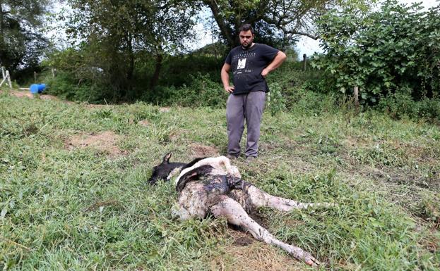 Los lobos matan a una ternera en Nava y a un perro en una cacería en Cangas del Narcea