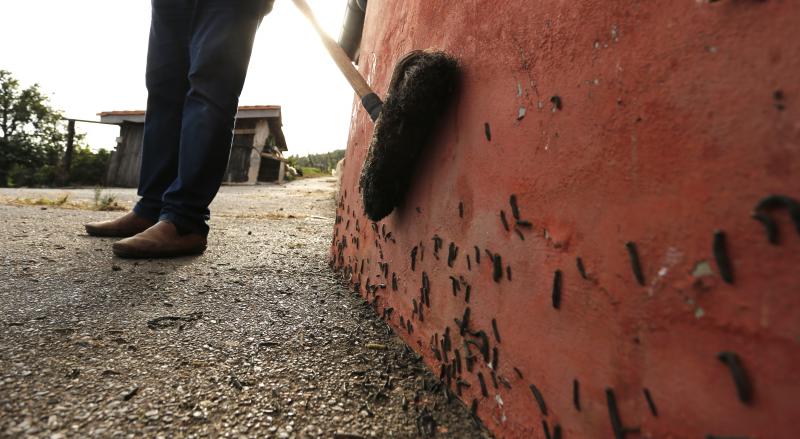 Los vecinos están hartos de tener que convivir con una plaga de la conocida como oruga defoliadora de gramíneas que está invadiendo los terrenos y los caminos de la zona