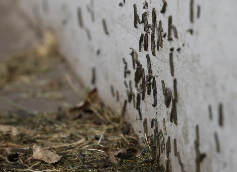 Los vecinos están hartos de tener que convivir con una plaga de la conocida como oruga defoliadora de gramíneas que está invadiendo los terrenos y los caminos de la zona