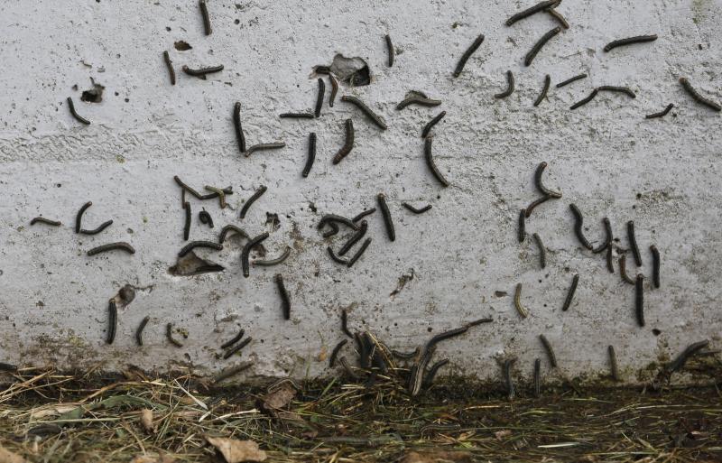 Los vecinos están hartos de tener que convivir con una plaga de la conocida como oruga defoliadora de gramíneas que está invadiendo los terrenos y los caminos de la zona