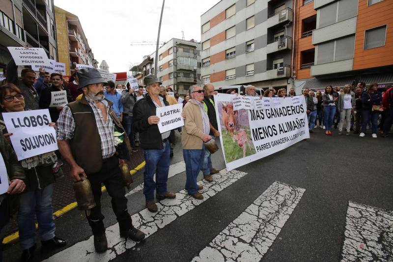 Ganaderos del centro y Oriente de Asturias se han manifestado en Infiesto, donde se celebraba el Festival de la Avellana, contra la expansión del lobo. El colectivo ha pedido la dimisión de los consejeros de Medio Ambiente y Medio Rural, Fernando Lastra y María Jesús Álvarez. 