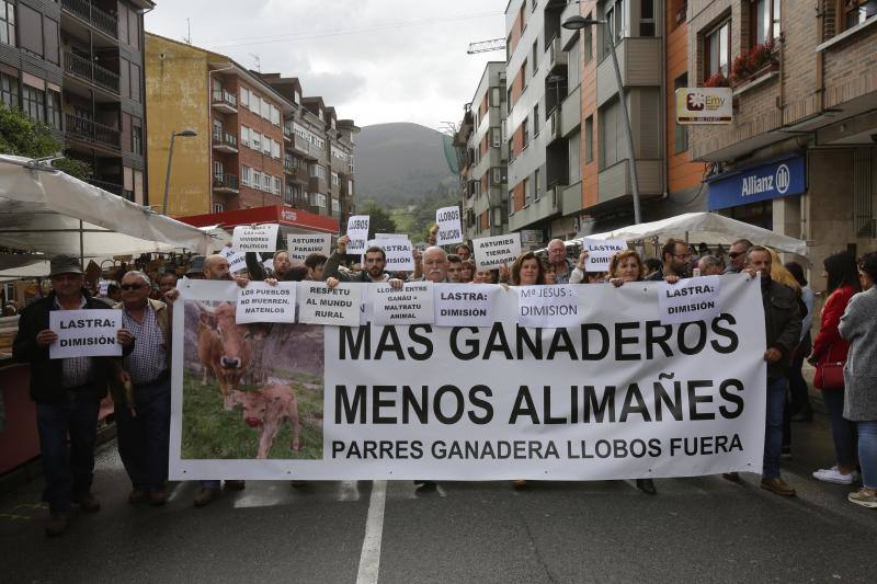 Ganaderos del centro y Oriente de Asturias se han manifestado en Infiesto, donde se celebraba el Festival de la Avellana, contra la expansión del lobo. El colectivo ha pedido la dimisión de los consejeros de Medio Ambiente y Medio Rural, Fernando Lastra y María Jesús Álvarez. 