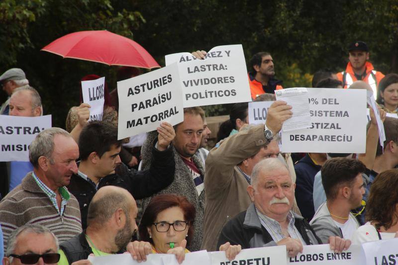 Ganaderos del centro y Oriente de Asturias se han manifestado en Infiesto, donde se celebraba el Festival de la Avellana, contra la expansión del lobo. El colectivo ha pedido la dimisión de los consejeros de Medio Ambiente y Medio Rural, Fernando Lastra y María Jesús Álvarez. 