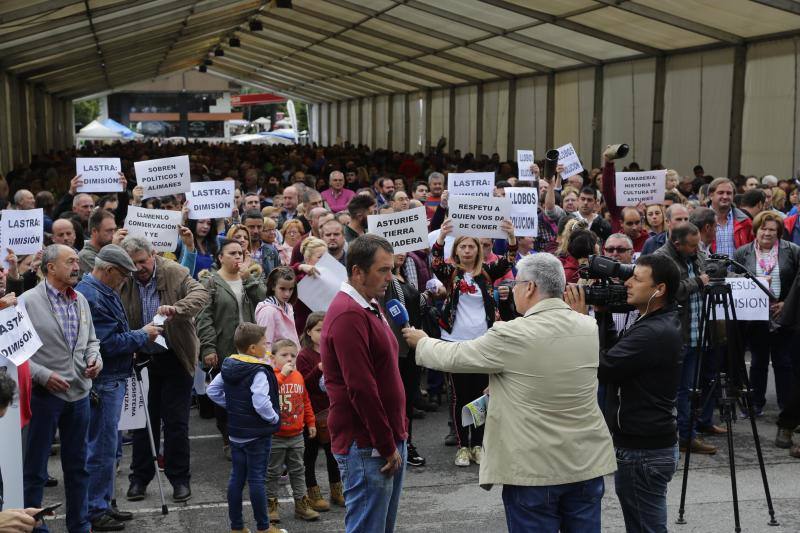Ganaderos del centro y Oriente de Asturias se han manifestado en Infiesto, donde se celebraba el Festival de la Avellana, contra la expansión del lobo. El colectivo ha pedido la dimisión de los consejeros de Medio Ambiente y Medio Rural, Fernando Lastra y María Jesús Álvarez. 
