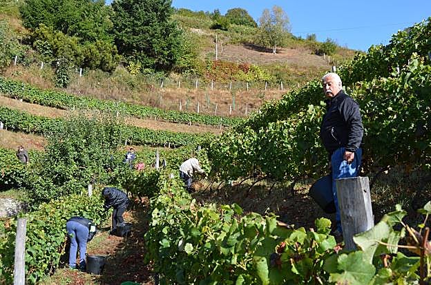 Amigos del bodeguero le ayudaron a recoger la uva. 