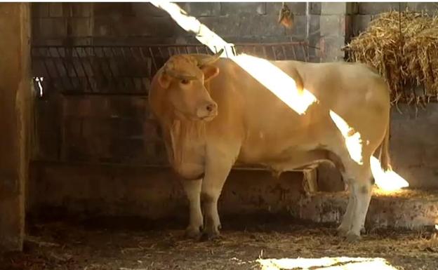 El buey más grande del mundo vive en el País Vasco: 2.000 kilos y subiendo