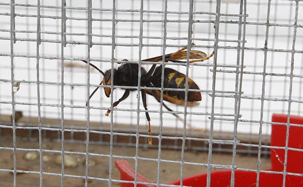 Ejemplar de avispa asiática o vespa velutina en una jaula en el Jardín Botánico.