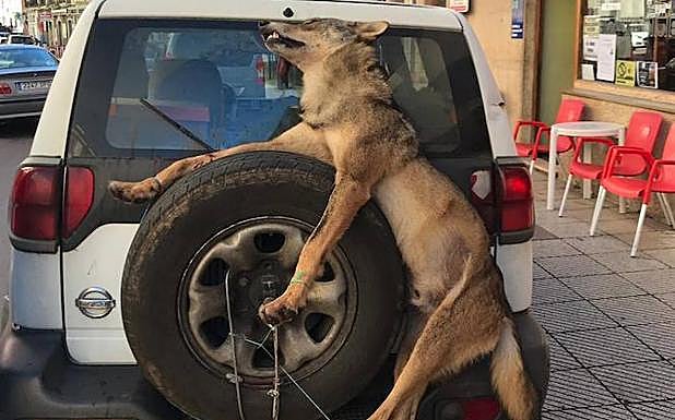 El animal atado a la rueda del coche donde pararon los guardas.
