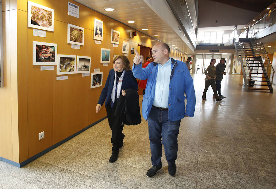 La oceanógrafa estadounidense Sylvia Earle, galardonada con el Premio Princesa de Asturias de la Concordia, visitó este jueves el Instituto oceanográfico de Gijón