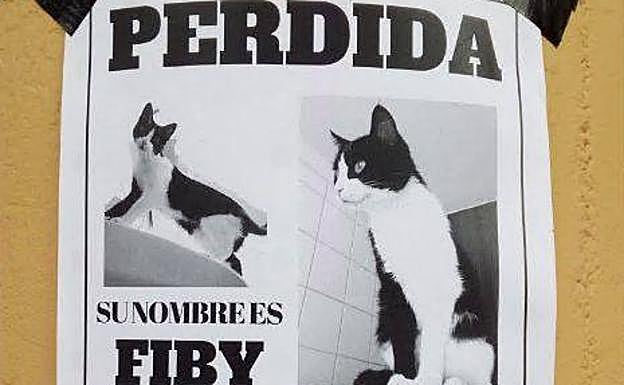 Ofrecen recompensa por encontrar a una gata perdida en Viesques