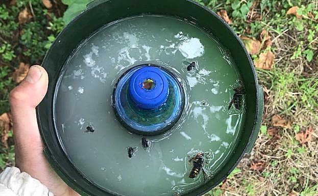 Una trampa con avispas. 