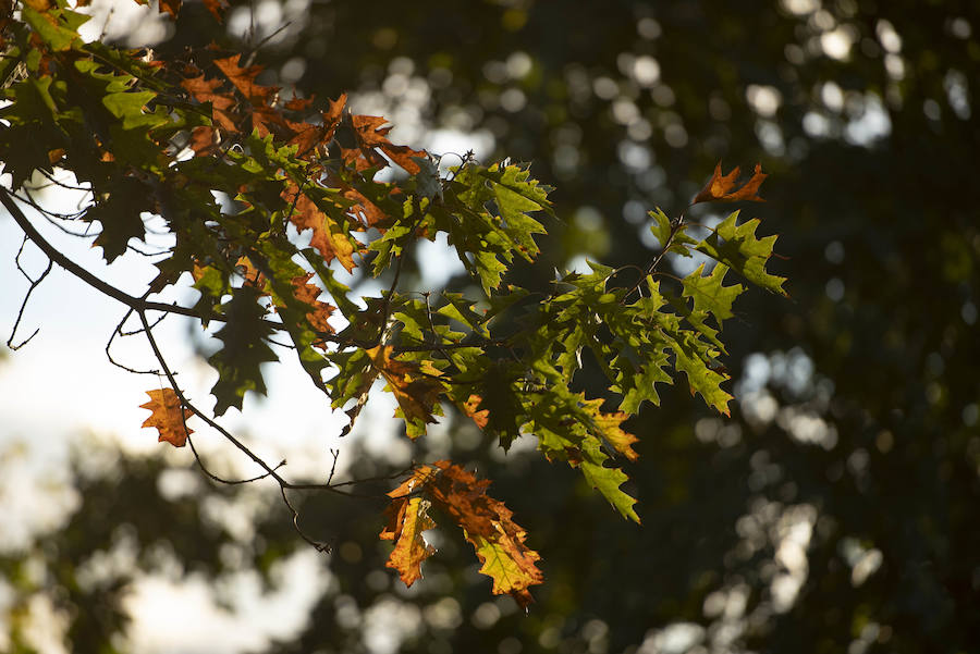 Ha llegado para quedarse... hasta diciembre, y ofrecernos unas espectaculares imágenes monocolor. Rincones bucólicos más propios de sueños de que despertares. Melancolía asturiana en verde y ocre.