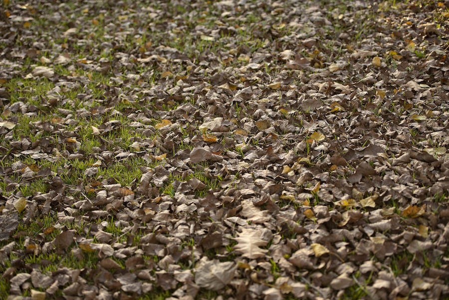 Ha llegado para quedarse... hasta diciembre, y ofrecernos unas espectaculares imágenes monocolor. Rincones bucólicos más propios de sueños de que despertares. Melancolía asturiana en verde y ocre.