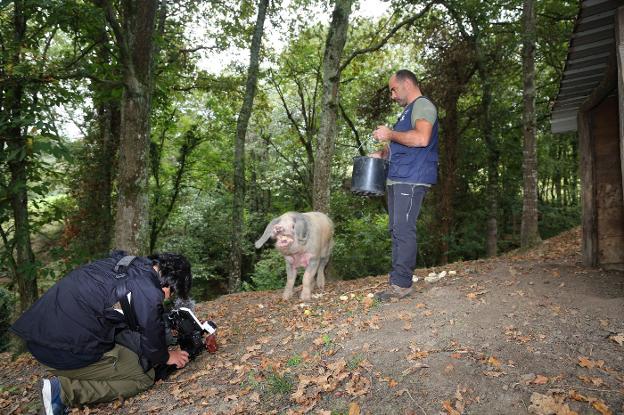 Nacho Ramos ceba a un gochu asturcelta durante la grabación del documental para la televisión surcoreana, en Cuadroveña. 