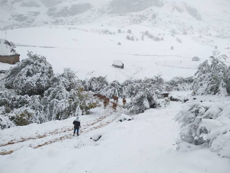 La ola de frío ha llegado a Asturias y ha cubierto las zonas de alta montaña de la región de blanco con las primeras nevadas