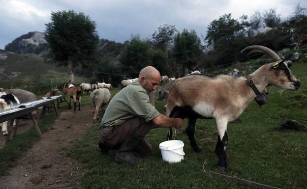José Ramón González ordeña una de las cabras, cerca ya del ocaso.