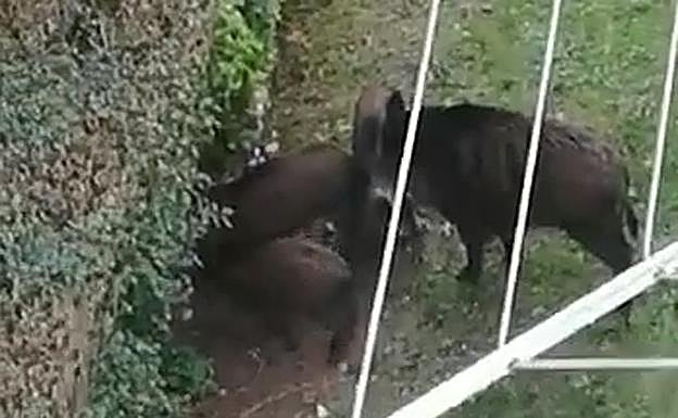 Los cuatro jabalíes, en un jardín de San Lázaro.