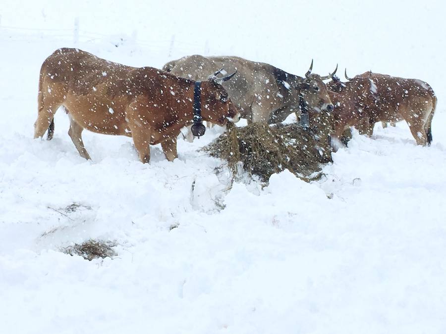 En líneas generales, la semana vendrá protagonizada por más inestabilidad hacia el oeste y menos probabilidad de lluvias hacia el oriente. Las temperaturas serán más altas y la cota de nieve será superior a los 1200/1400 metros