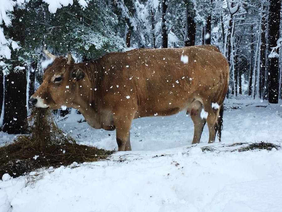 En líneas generales, la semana vendrá protagonizada por más inestabilidad hacia el oeste y menos probabilidad de lluvias hacia el oriente. Las temperaturas serán más altas y la cota de nieve será superior a los 1200/1400 metros